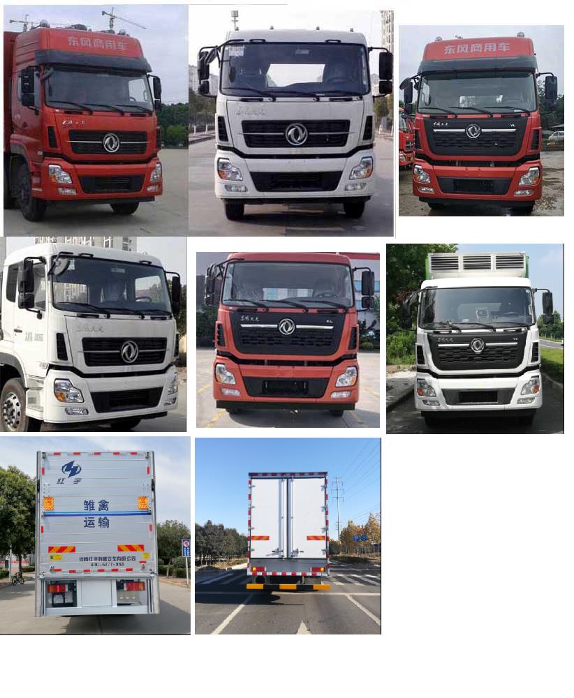 紅宇牌HYZ5310XCQ雛禽運輸車公告圖片